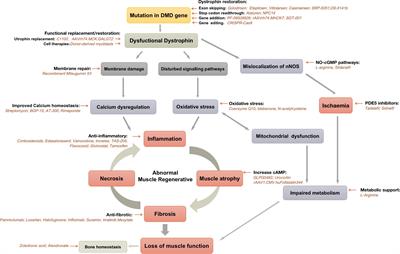 Current Pharmacological Strategies for Duchenne Muscular Dystrophy